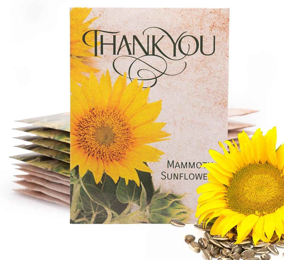 Sunflower Seeds - Pack of 25 - Perfect Eco-Friendly Thank You Gift - Non GMO